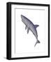 Shark Illustration, White Background-null-Framed Art Print