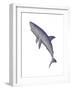 Shark Illustration, White Background-null-Framed Art Print