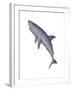 Shark Illustration, White Background-null-Framed Art Print