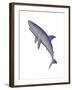 Shark Illustration, White Background-null-Framed Art Print