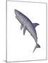 Shark Illustration, White Background-null-Mounted Art Print