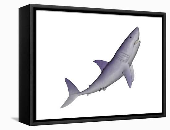 Shark Illustration, White Background-null-Framed Stretched Canvas