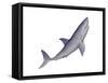 Shark Illustration, White Background-null-Framed Stretched Canvas