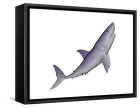 Shark Illustration, White Background-null-Framed Stretched Canvas