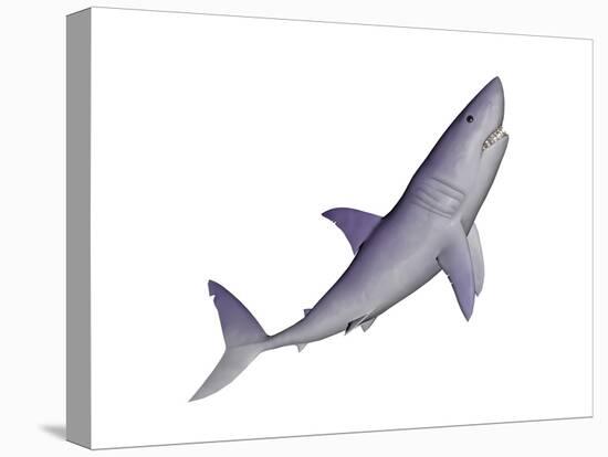 Shark Illustration, White Background-null-Stretched Canvas