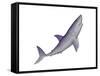 Shark Illustration, White Background-null-Framed Stretched Canvas