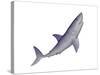 Shark Illustration, White Background-null-Stretched Canvas