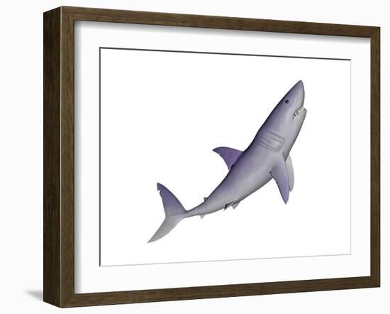 Shark Illustration, White Background-null-Framed Art Print