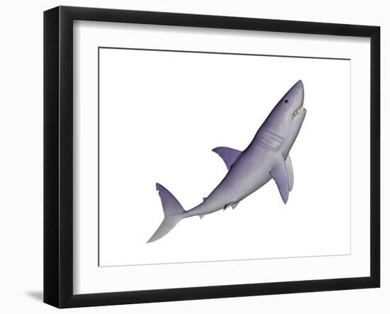 Shark Illustration, White Background-null-Framed Art Print