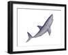 Shark Illustration, White Background-null-Framed Art Print