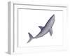 Shark Illustration, White Background-null-Framed Art Print