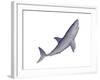 Shark Illustration, White Background-null-Framed Art Print