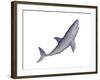 Shark Illustration, White Background-null-Framed Art Print