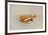 Shark in Gold, Costa Rica-null-Framed Giclee Print