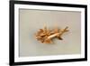 Shark in Gold, Costa Rica-null-Framed Giclee Print