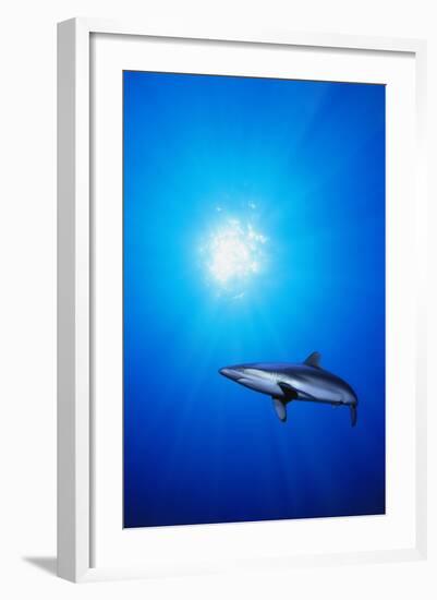 Shark in the Ocean-null-Framed Photographic Print