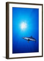 Shark in the Ocean-null-Framed Photographic Print