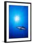 Shark in the Ocean-null-Framed Photographic Print