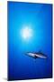 Shark in the Ocean-null-Mounted Photographic Print