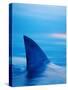 Shark's Dorsal Fin Cutting Surface of Water-Randy Faris-Stretched Canvas