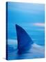 Shark's Dorsal Fin Cutting Surface of Water-Randy Faris-Stretched Canvas