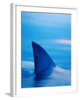 Shark's Dorsal Fin Cutting Surface of Water-Randy Faris-Framed Photographic Print