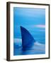 Shark's Dorsal Fin Cutting Surface of Water-Randy Faris-Framed Photographic Print