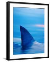 Shark's Dorsal Fin Cutting Surface of Water-Randy Faris-Framed Photographic Print