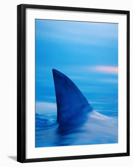 Shark's Dorsal Fin Cutting Surface of Water-Randy Faris-Framed Photographic Print