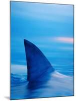 Shark's Dorsal Fin Cutting Surface of Water-Randy Faris-Mounted Photographic Print