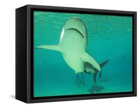 Shark, Sea World, Gold Coast, Queensland, Australia-David Wall-Framed Stretched Canvas