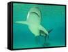 Shark, Sea World, Gold Coast, Queensland, Australia-David Wall-Framed Stretched Canvas