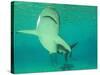 Shark, Sea World, Gold Coast, Queensland, Australia-David Wall-Stretched Canvas