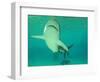 Shark, Sea World, Gold Coast, Queensland, Australia-David Wall-Framed Photographic Print