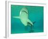 Shark, Sea World, Gold Coast, Queensland, Australia-David Wall-Framed Photographic Print