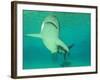 Shark, Sea World, Gold Coast, Queensland, Australia-David Wall-Framed Photographic Print