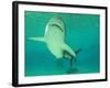 Shark, Sea World, Gold Coast, Queensland, Australia-David Wall-Framed Photographic Print