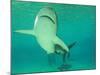 Shark, Sea World, Gold Coast, Queensland, Australia-David Wall-Mounted Photographic Print