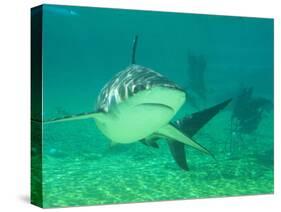 Shark, Sea World, Gold Coast, Queensland, Australia-David Wall-Stretched Canvas