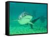 Shark, Sea World, Gold Coast, Queensland, Australia-David Wall-Framed Stretched Canvas