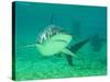 Shark, Sea World, Gold Coast, Queensland, Australia-David Wall-Stretched Canvas