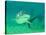 Shark, Sea World, Gold Coast, Queensland, Australia-David Wall-Stretched Canvas