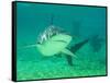 Shark, Sea World, Gold Coast, Queensland, Australia-David Wall-Framed Stretched Canvas