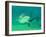 Shark, Sea World, Gold Coast, Queensland, Australia-David Wall-Framed Premium Photographic Print