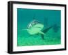 Shark, Sea World, Gold Coast, Queensland, Australia-David Wall-Framed Premium Photographic Print