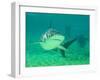 Shark, Sea World, Gold Coast, Queensland, Australia-David Wall-Framed Premium Photographic Print