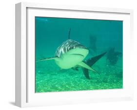 Shark, Sea World, Gold Coast, Queensland, Australia-David Wall-Framed Premium Photographic Print