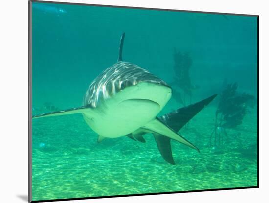 Shark, Sea World, Gold Coast, Queensland, Australia-David Wall-Mounted Premium Photographic Print