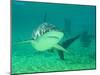 Shark, Sea World, Gold Coast, Queensland, Australia-David Wall-Mounted Premium Photographic Print