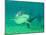 Shark, Sea World, Gold Coast, Queensland, Australia-David Wall-Mounted Premium Photographic Print